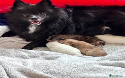 Pomeranian dogs for sale: Beautiful Pomeranian Puppies🩷 - Image 4