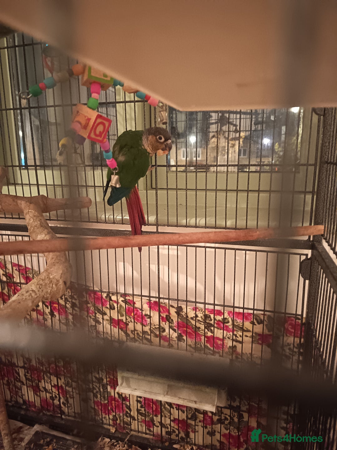 Conures birds for sale: Three conures for sale  - Advert 1