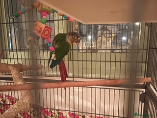 Conures birds - Advert 1