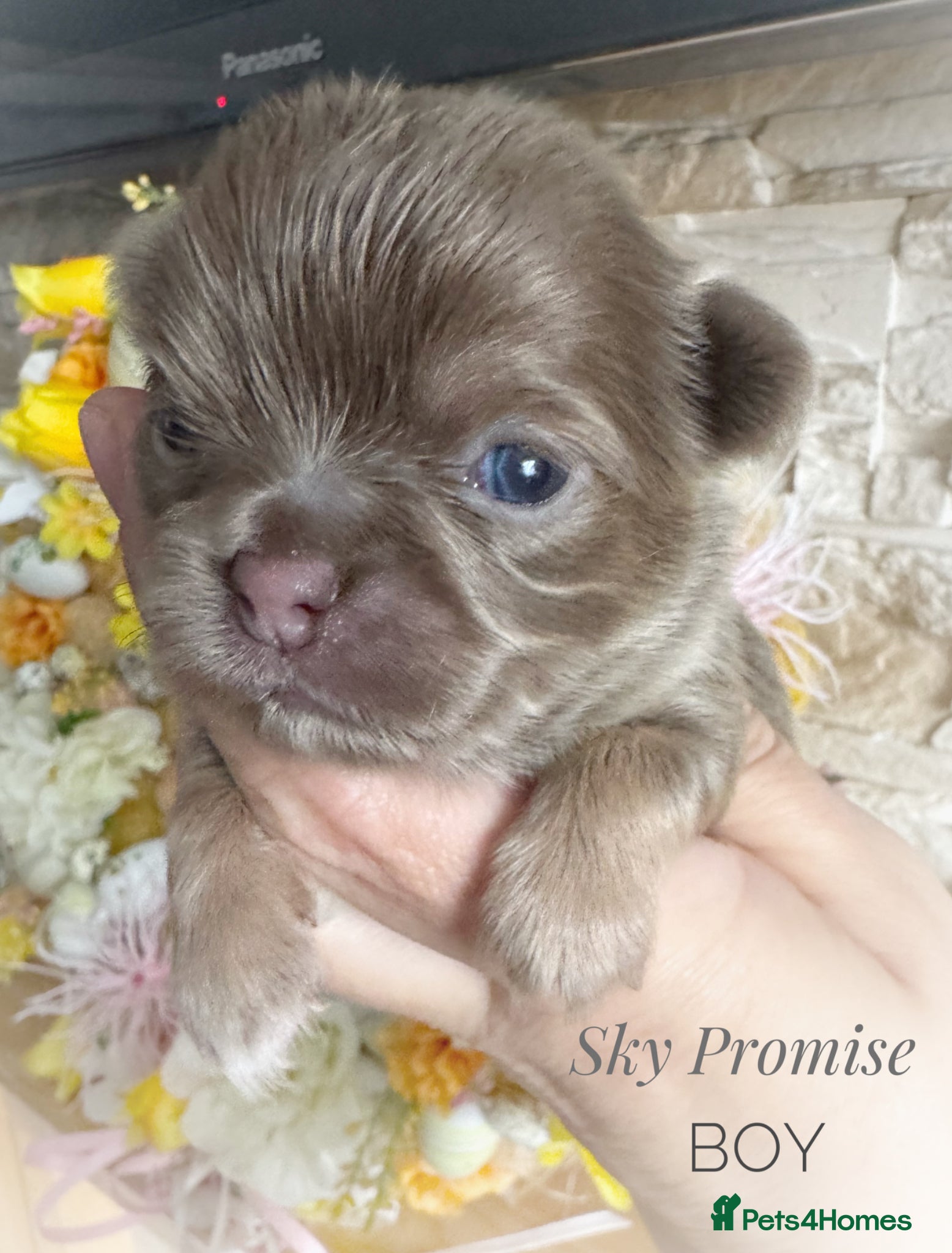 Chihuahua dogs KC chocolate and lilac long coat quality puppies  - Advert 1