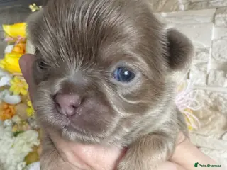 Chihuahua dogs for sale: KC chocolate and lilac long coat quality puppies - Advert 1