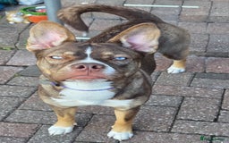 Mixed Breed dogs for sale: French bulldog cross husky  - Image 1
