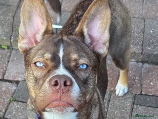 Mixed Breed dogs - Advert 1