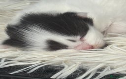 Persian cats for sale: Persian x kittens - Image 11