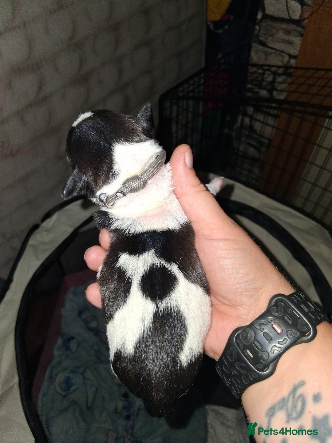 Mixed Breed dogs for sale: Jack Russell cross dachshund puppies  - Image 5