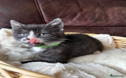 British Shorthair cats for sale: Gorgeous British Shorthair Kittens   - Image 17