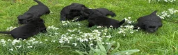 Labrador Retriever dogs for sale: Beautiful black Labrador puppies - Advert 2