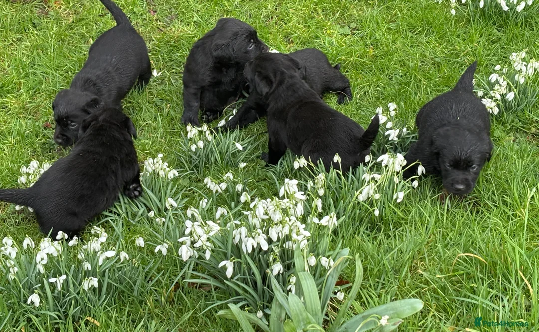 Labrador Retriever dogs for sale: Beautiful black Labrador puppies - Advert 2