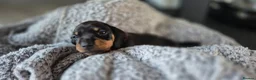 Miniature Dachshund dogs for sale: Litter of 5 beautiful boys - Advert 12