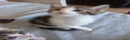 Mixed Breed cats for sale: Kittens for sale  in South Croydon - Advert 6