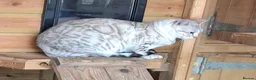 Bengal cats for sale: Beautiful Retired Bengal Female - Advert 7