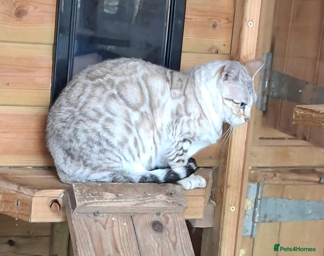 Bengal cats for sale: Beautiful Retired Bengal Female - Advert 7