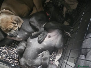 Cane Corso dogs - Advert 34