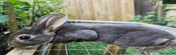 Rex rabbits for sale: Beautiful Purebred Rex Rabbits Babies - Advert 4