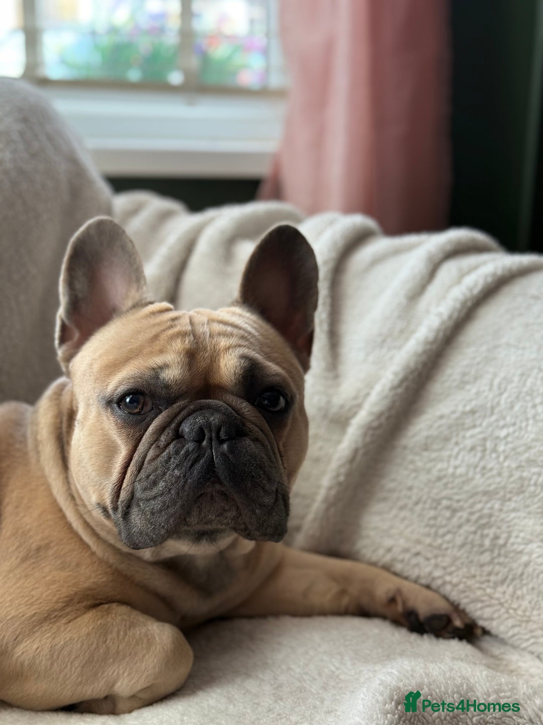 French Bulldog dogs for stud: Tan French bulldog for stud  - Image 3