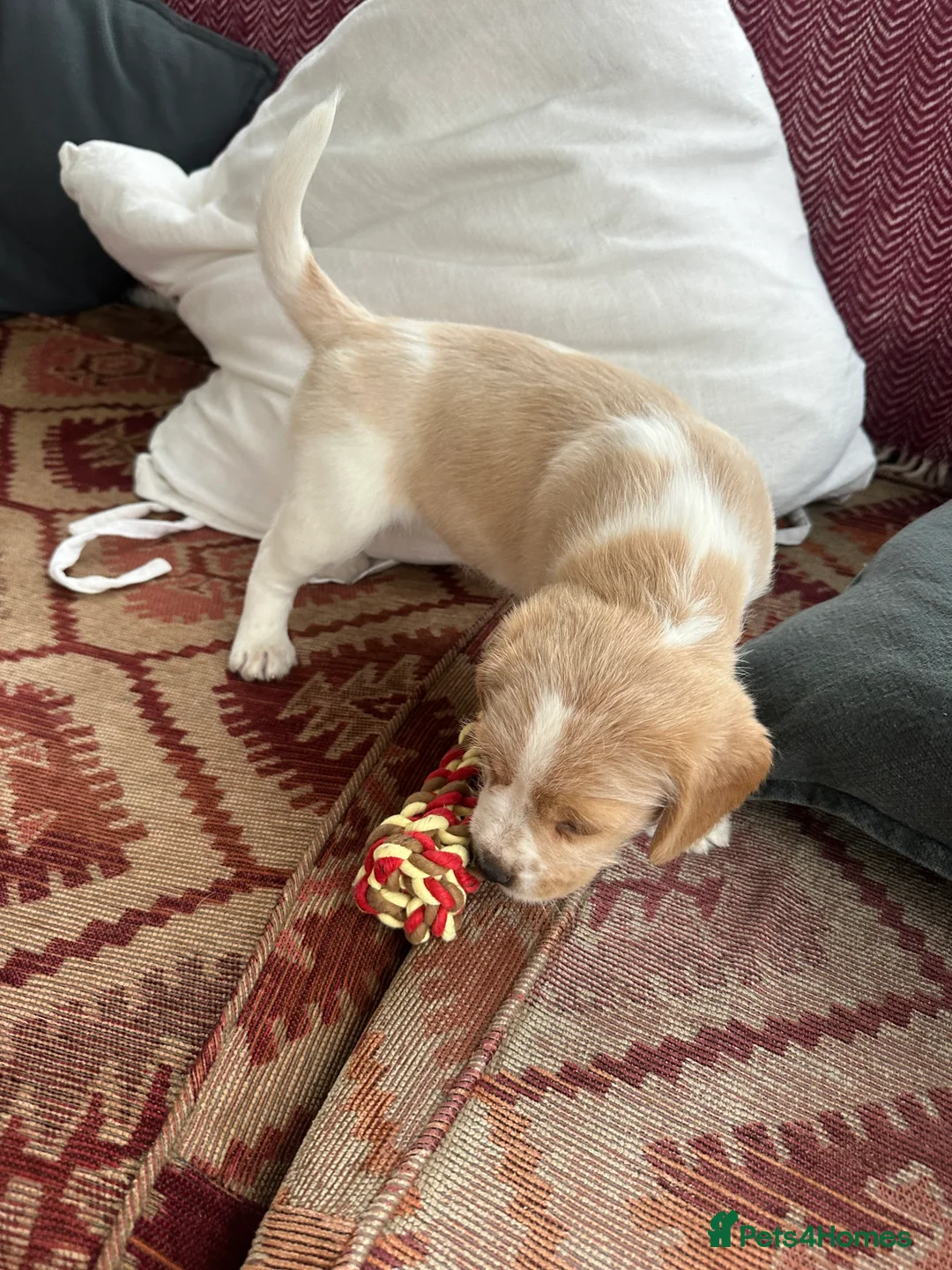 Mixed Breed dogs for sale: 🐾 Absolutely adorable Beagle x Cavapoo 🐾  - Advert 11