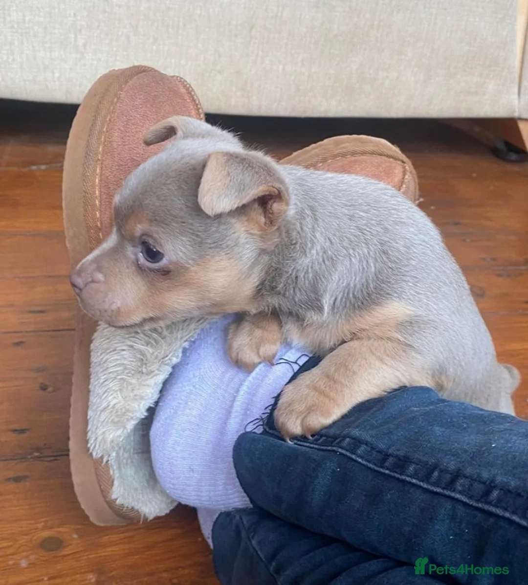 Jack Russell dogs for stud: Miniature Chocolate and Tan Jack Russell For Stud in Ebbw Vale - Advert 3