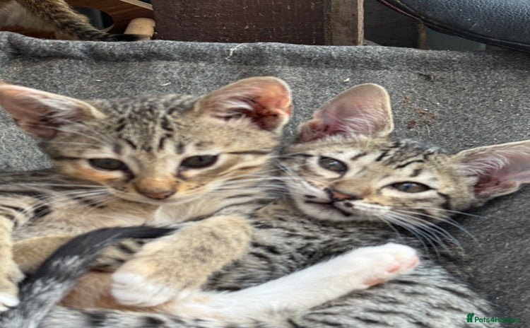 Savannah cats - Advert 1