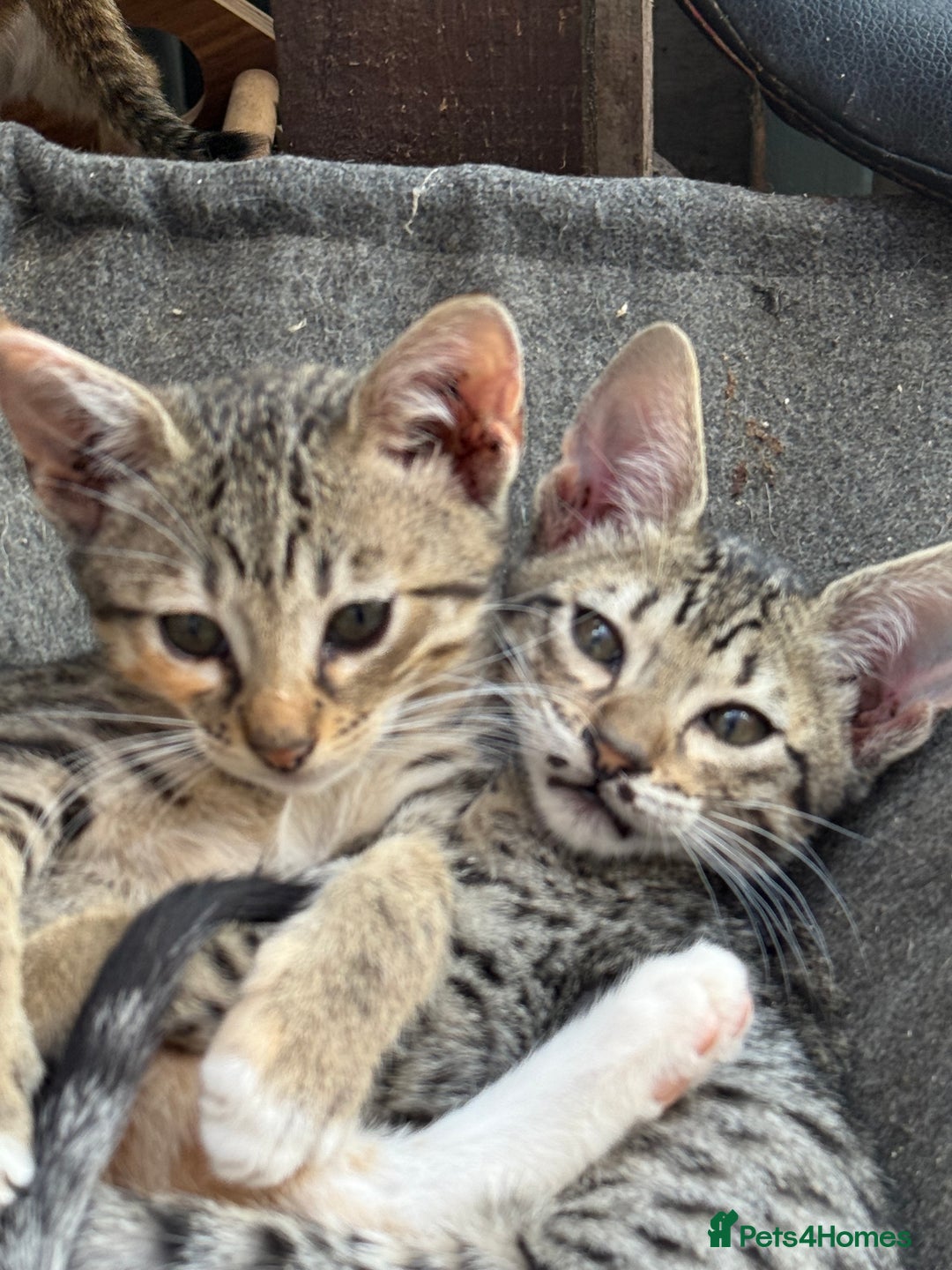 Savannah cats for sale: Savannah F6 kittens - Image 1