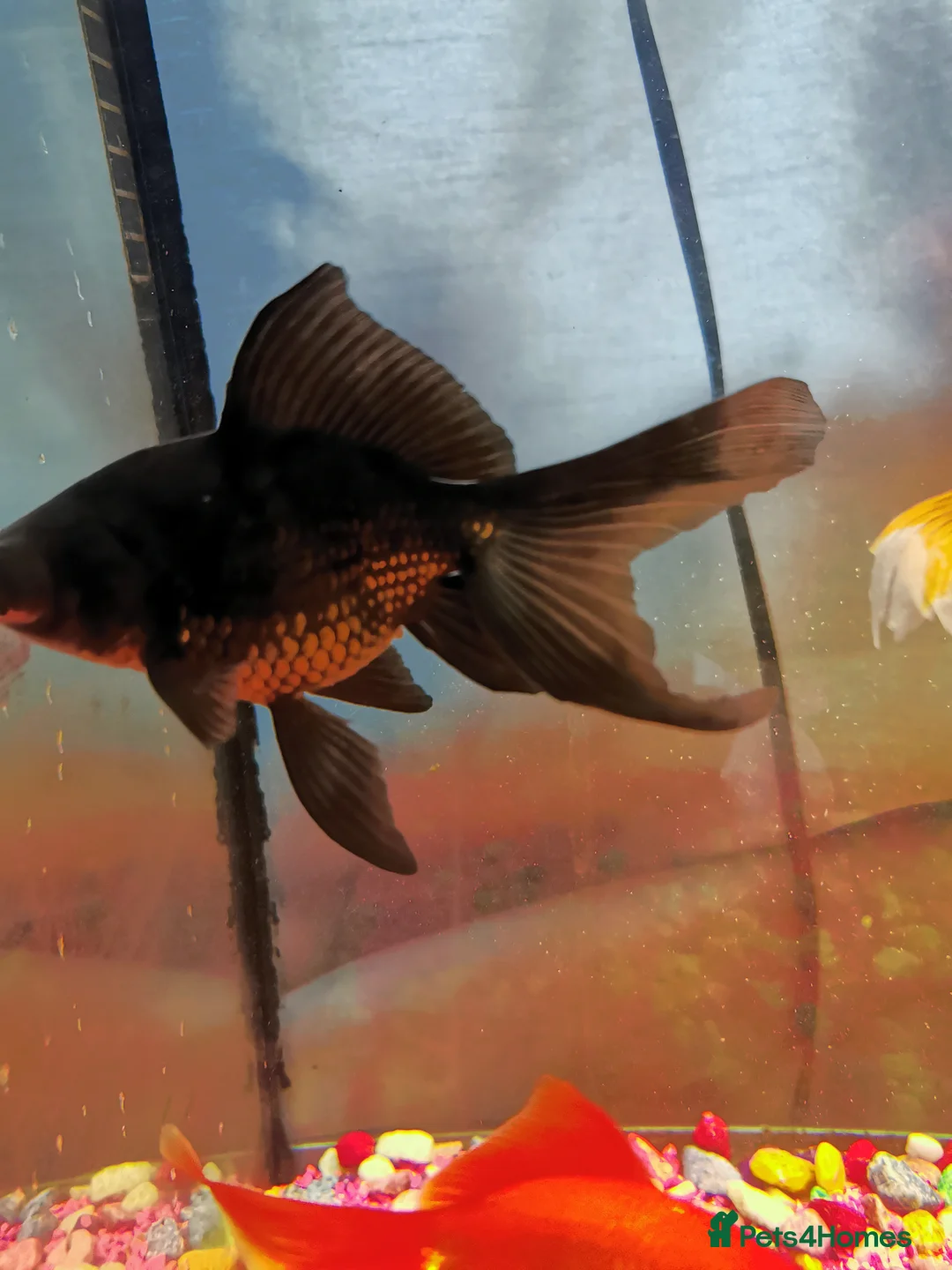 Goldfish fish for sale: Goldfish , Veiltail , Fancy, Telescope black in Glasgow - Advert 2