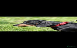 Dachshund dogs for sale: Kc registered dachshund  - Image 4