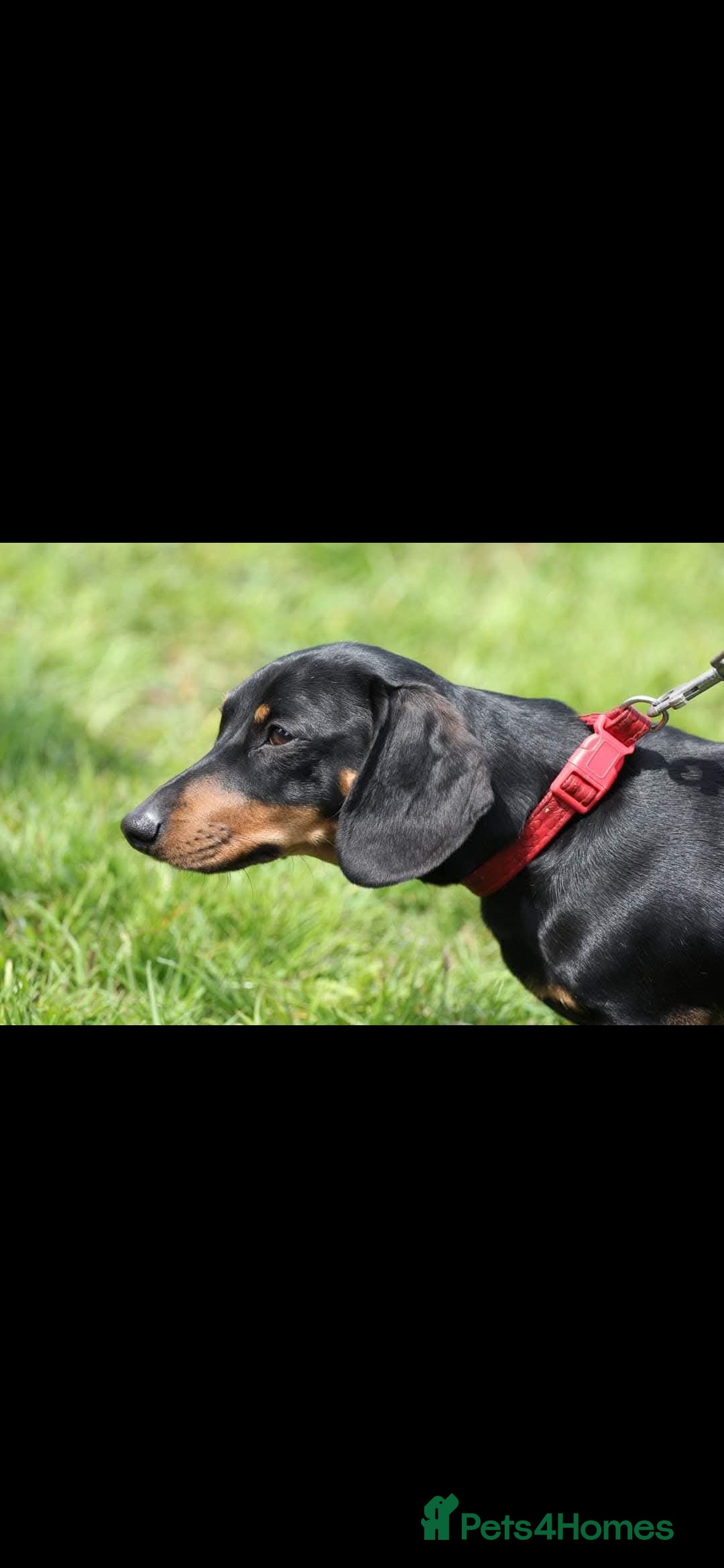 Dachshund dogs for sale: Kc registered dachshund  - Image 4