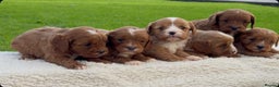 Cavapoo dogs for sale: Cavapoo Puppies - Advert 10