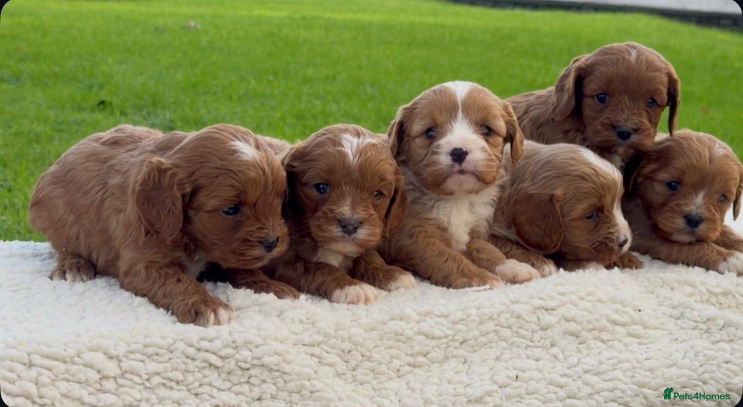 Cavapoo dogs for sale: Cavapoo Puppies - Advert 10