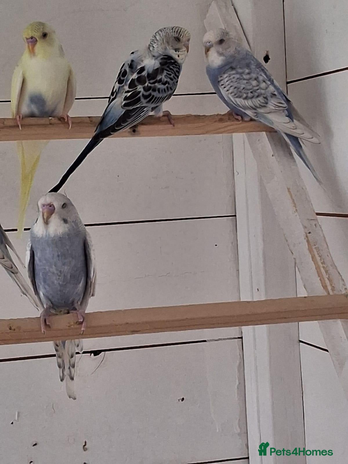 Budgerigars birds Baby budgies ready to leave now  - Advert 2
