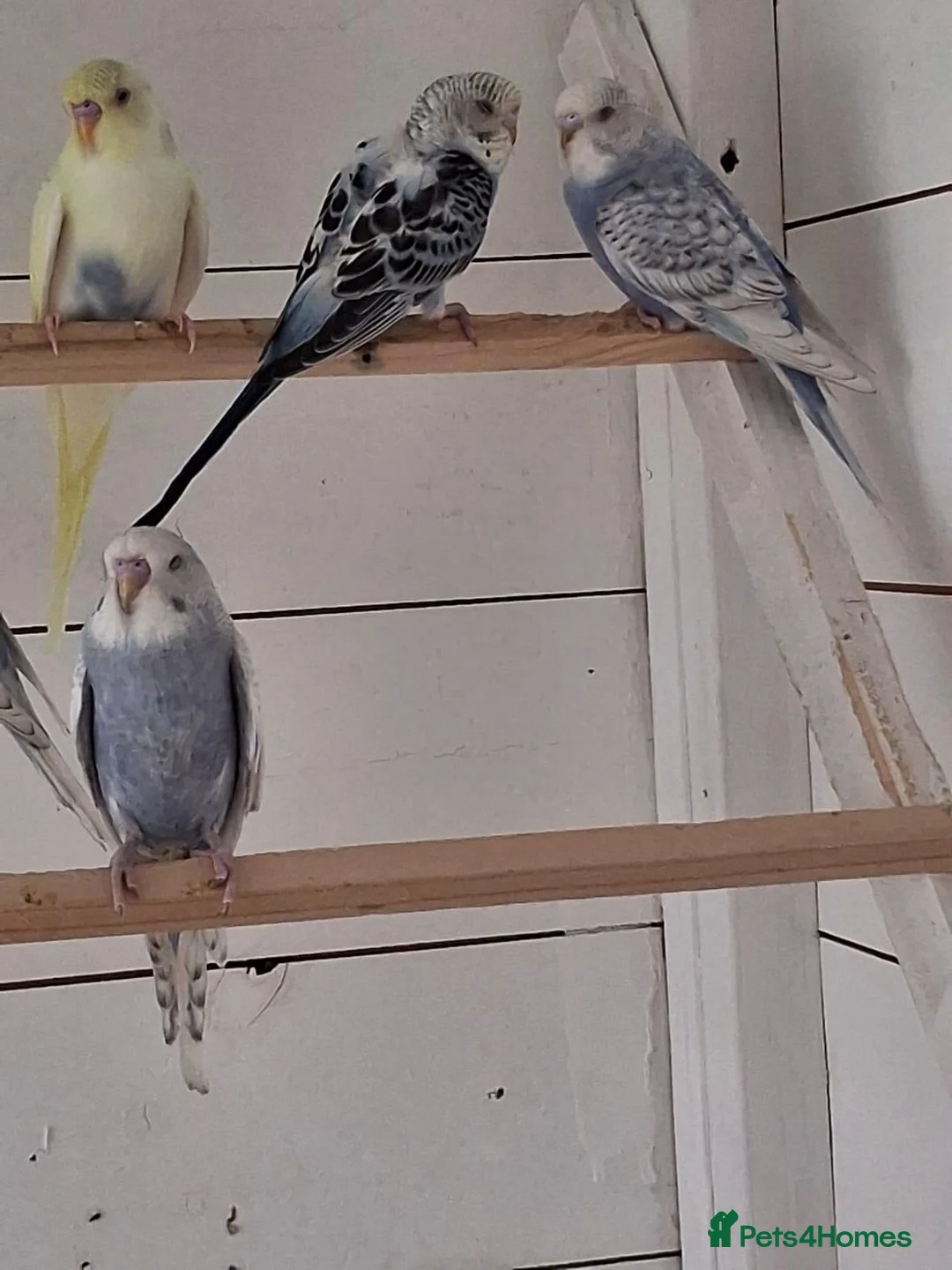 Budgerigars birds for sale: Baby budgies ready to leave now  - Advert 2