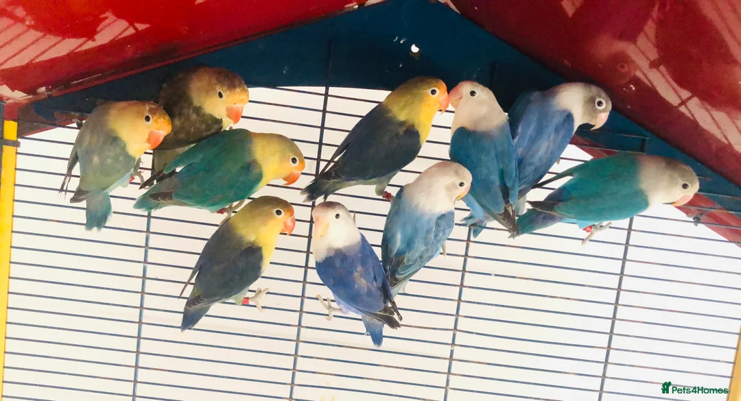 Lovebirds birds for sale: Beautiful lovebirds for sale. - Advert 7