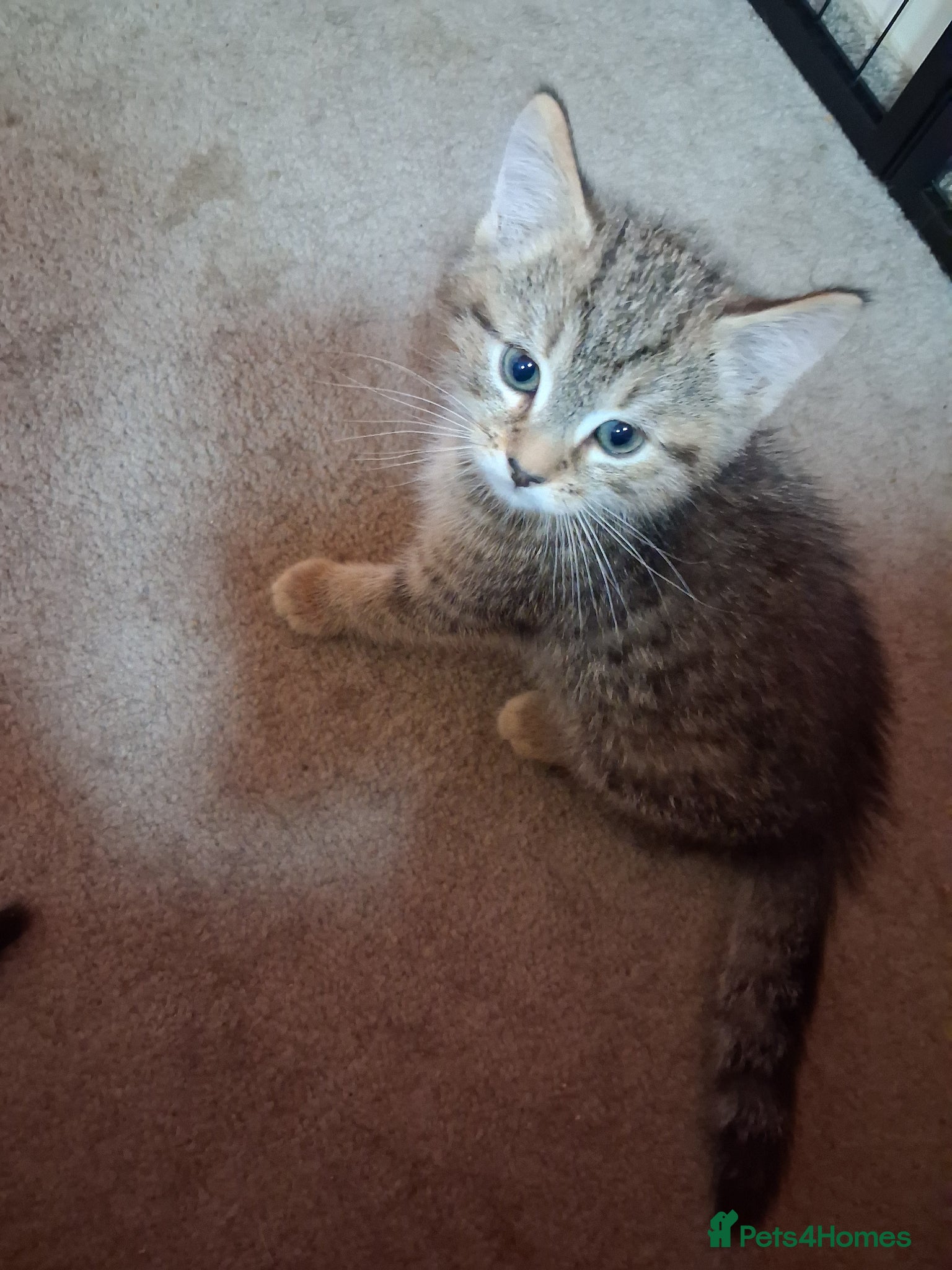 Ragcoon cats Only 1 beautiful ragdoll cross bengal mix kittens - Advert 11
