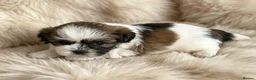 Shih Tzu dogs for sale: GORGEOUS MALSHI~POOS ~ SHIH TZU TYPE  - Advert 5
