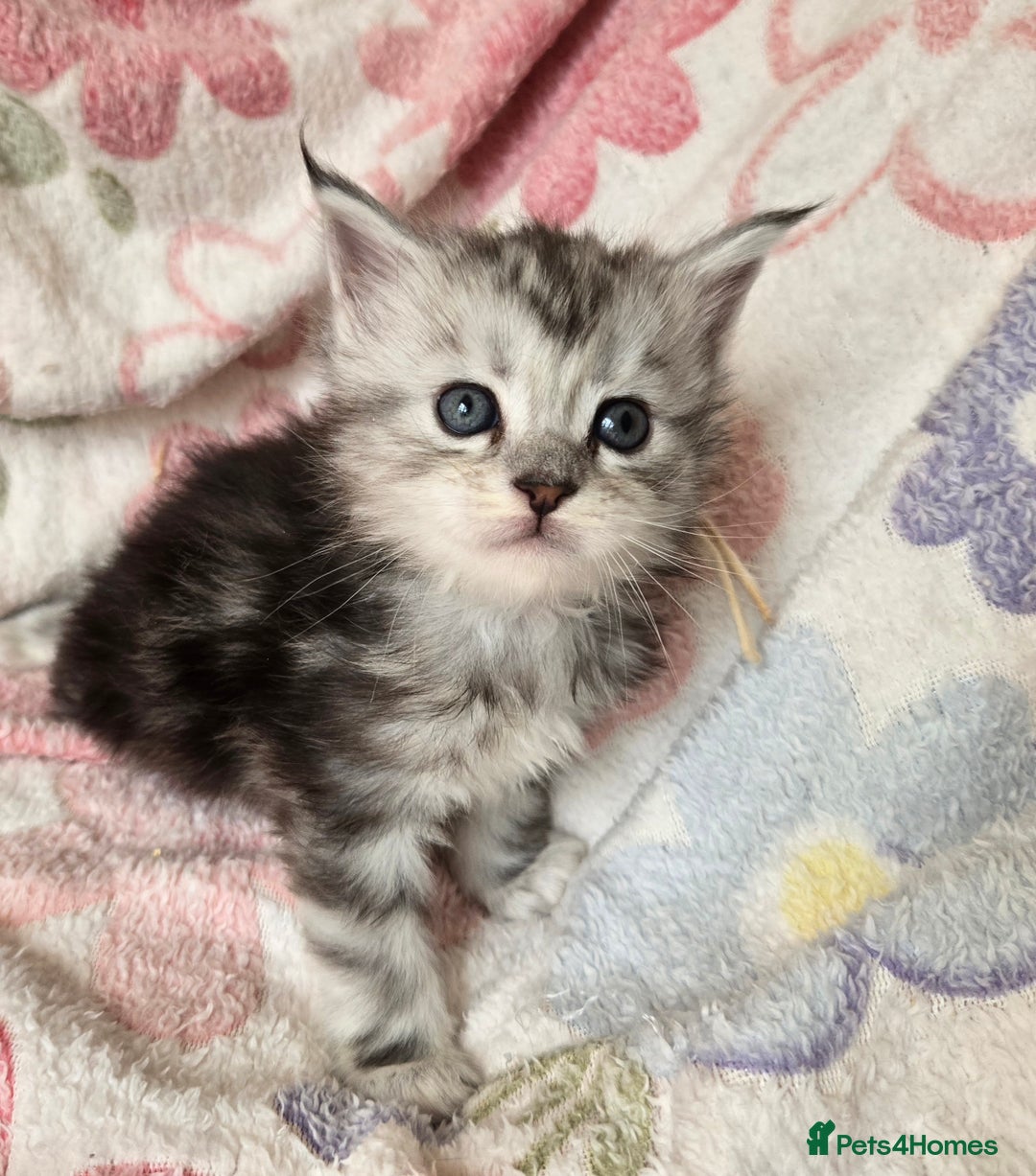 Maine Coon cats for sale: Beautiful playful Maine Coon kittens  - Image 30