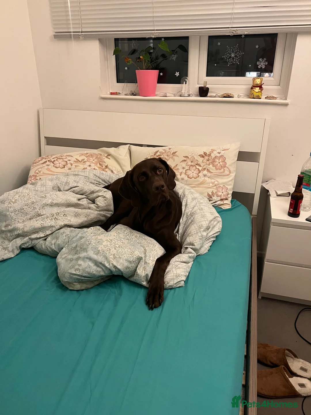 German Shorthaired Pointer dogs for stud: Chocolate coat, pure german pointer - Advert 2