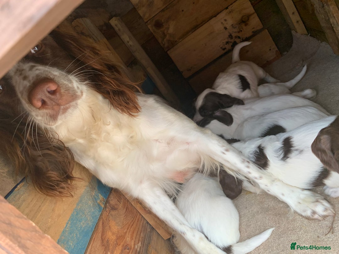 English Springer Spaniel dogs for sale: 7  Spingerspainel Puppies - Image 7