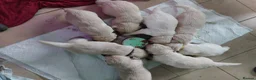 Golden Retriever dogs for sale: Gorgeous Golden Retriever Puppies KC Reg  - Advert 4