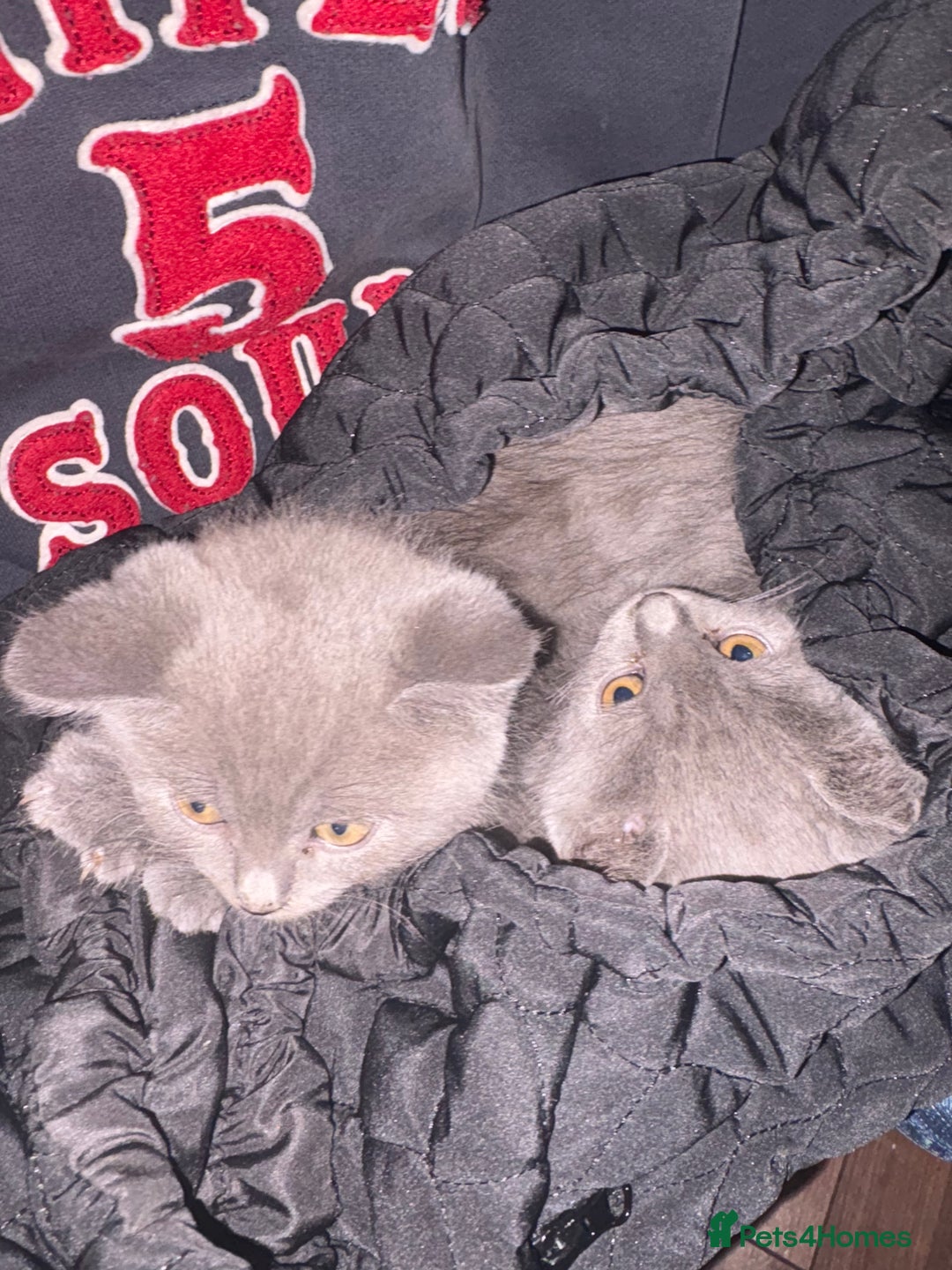 British Shorthair cats for sale: British Shorthair pedegree  Kittens  - Image 12