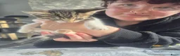 Domestic Shorthair cats for sale: Playfull kittens - Advert 8