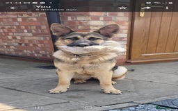 German Shepherd dogs for sale: German Shepherd  - Image 2