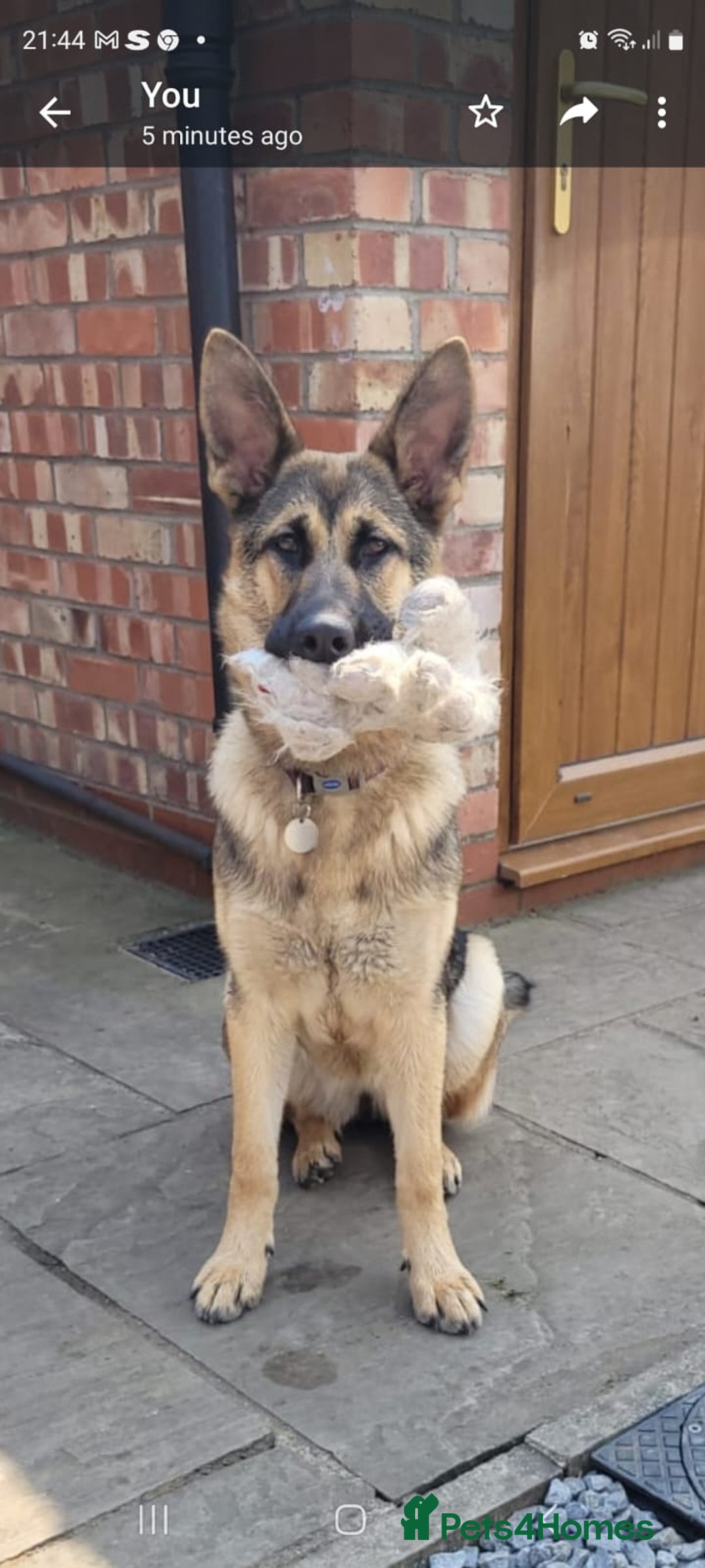 German Shepherd dogs for sale: German Shepherd  - Image 2