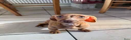Miniature Dachshund dogs for sale: Kc Registered MIniature Dachshund - Advert 2