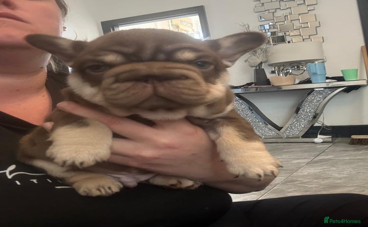 French Bulldog dogs in Ferndale - Advert 4