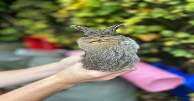 Mini Lop rabbits - Advert 3