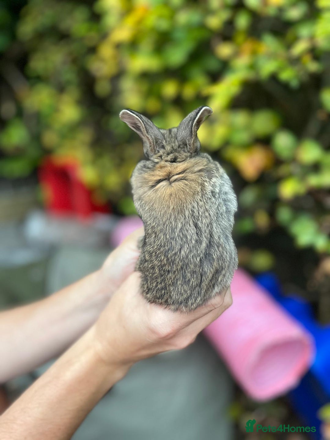 Mini Lop rabbits for sale: Mini Lop Baby Bunnies  - Image 3