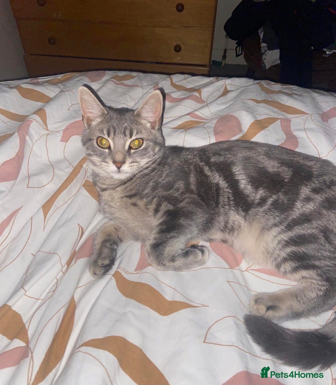 Bombay cats 3 tabby black male kittens  - Advert 2