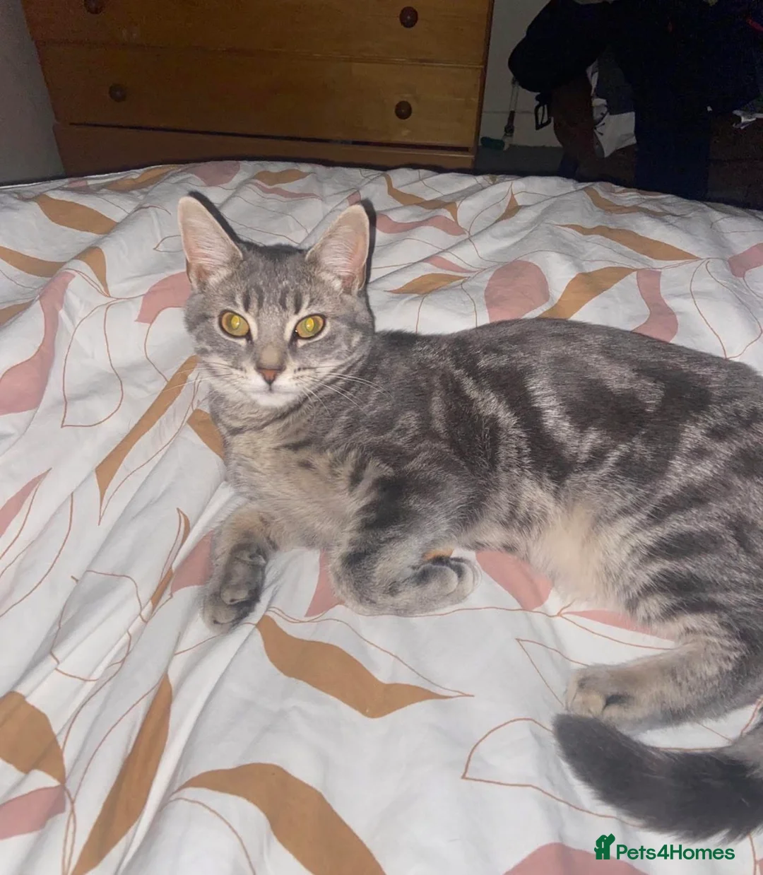 Bombay cats for sale: 3 tabby black male kittens  in Slough - Advert 1
