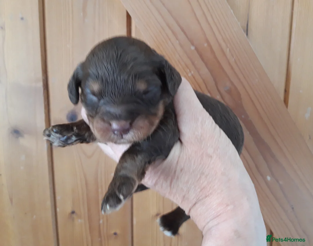 Miniature Poodle dogs for stud: Proven Chocolate Merle Poodle available for stud in Saint Austell - Advert 11