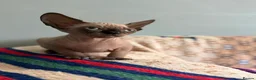 Sphynx cats for sale: Boy Sphynx Kitten  - Advert 10