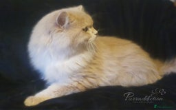 British Longhair cats for sale: Sweet Blue golden copper tipped Longhair boy  - Image 5